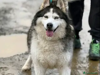 Alaskan Malamute cani MILA, mix ALASKAN MALAMUTE abbandonata. - Annuncio 3