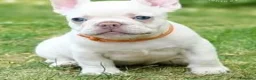Bulldog Francese cani in vendita: Cucciole bulldog francese - Annuncio 4