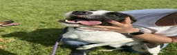Meticcio cani in regalo: Adidas, simpatica cagnolina cerca famiglia - Annuncio 3