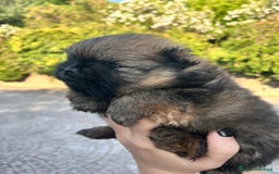 Spitz cani in vendita: Spitz Pomerania  a Provincia di Viterbo - Immagine 1