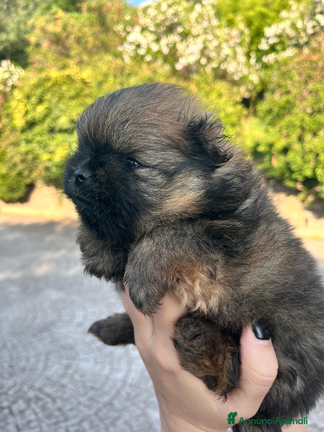 Spitz cani in vendita: Spitz Pomerania  a Provincia di Viterbo - Immagine 1
