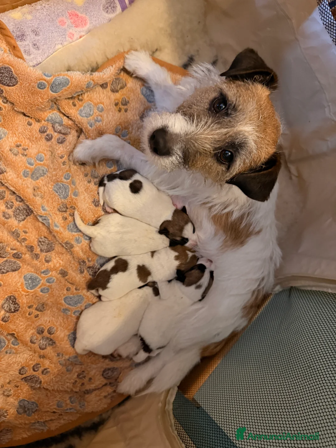 Jack Russell cani in vendita: Jack Russell con  Pedegree  - Annuncio 2