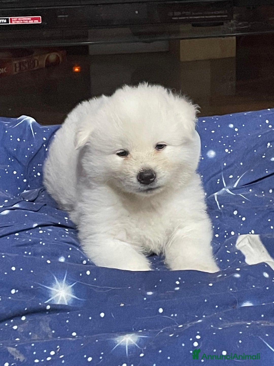 Akita Inu cani in vendita: 🌸 Hime Sakura cerca una famiglia 🌸 a Città Metropolitana di Torino - Immagine 3
