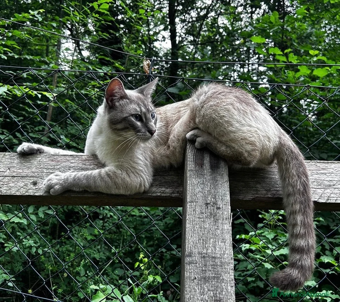 Siamese gatti in vendita: Gatto Siamese- cucciola Blue Tortie Point Tabby - Annuncio 4