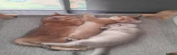 Scottish gatti in vendita: Tre gattini Scottish di tre mesi pronti da subito - Annuncio 6