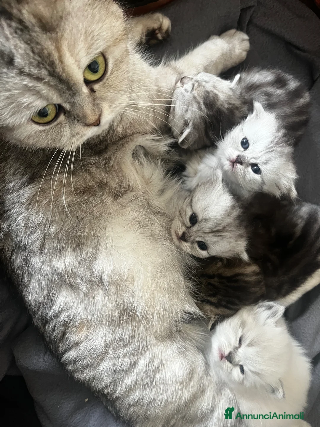 Immagine della galleria {{count}}