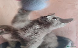 Siberiano gatti in vendita: Gattini siberiani  a Provincia di Padova - Immagine 10