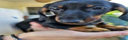 Bassotto cani in vendita: Bassotta femmina nero focato con pedigree enci - Annuncio 2