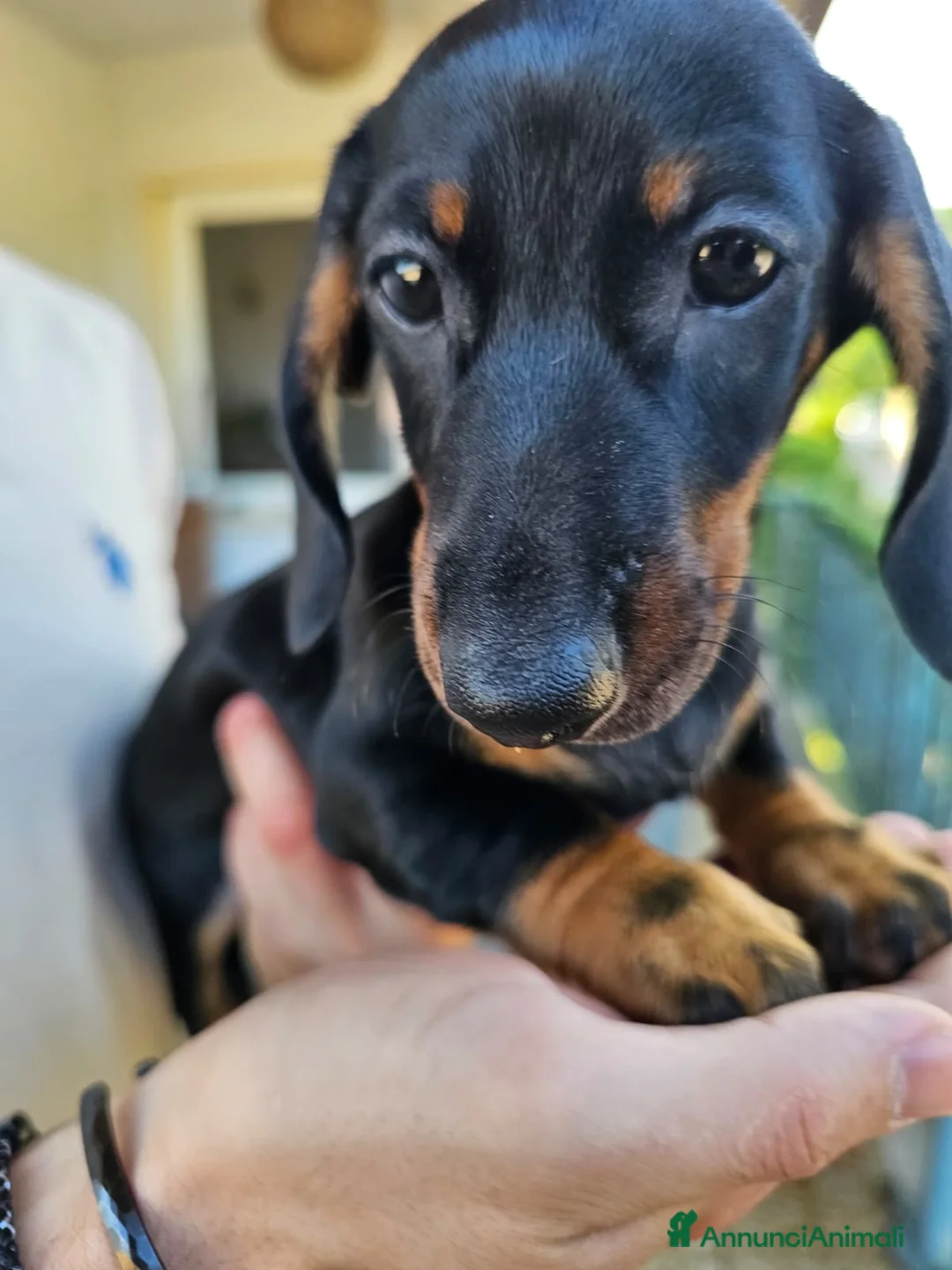Bassotto cani in vendita: Bassotta femmina nero focato con pedigree enci - Annuncio 2