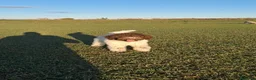 Lagotto cani in vendita: Cucciola di lagotto - Annuncio 2