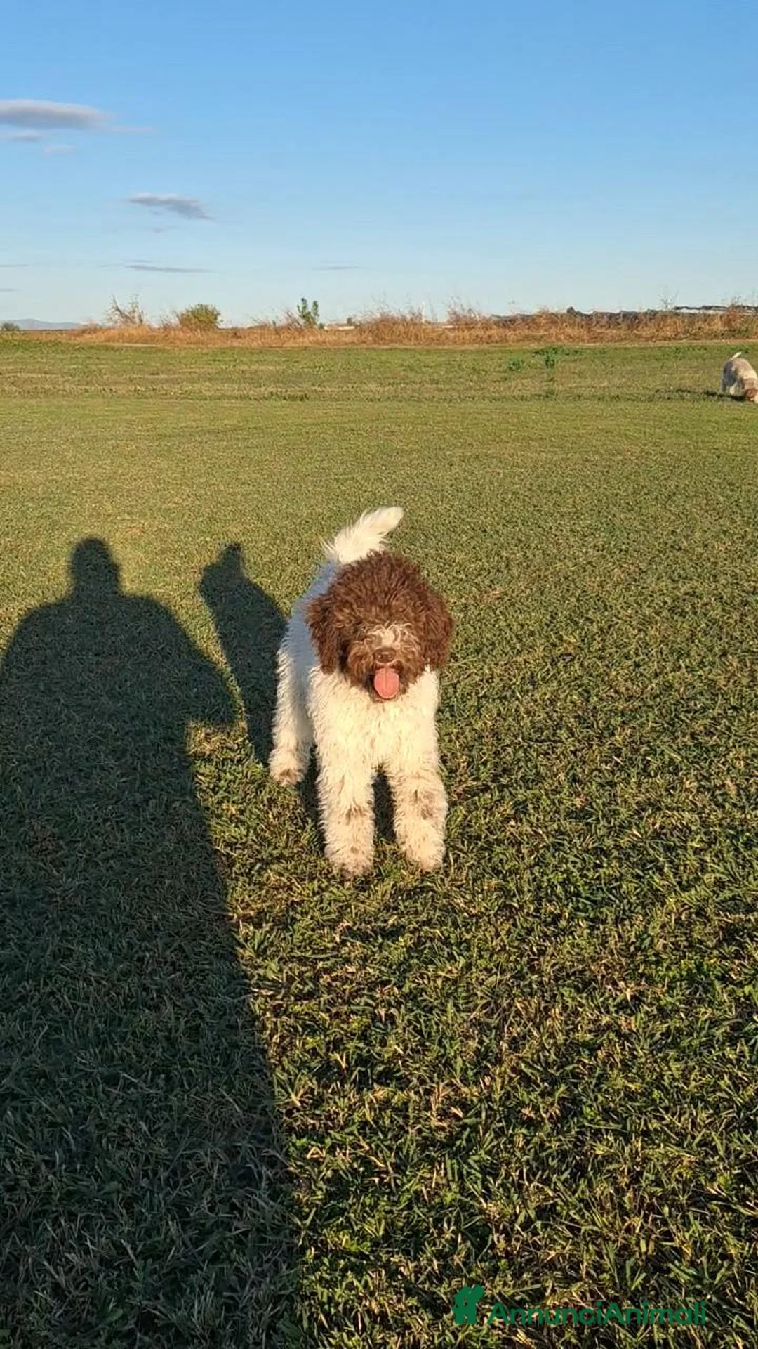 Lagotto cani in vendita: Cucciola di lagotto - Annuncio 2