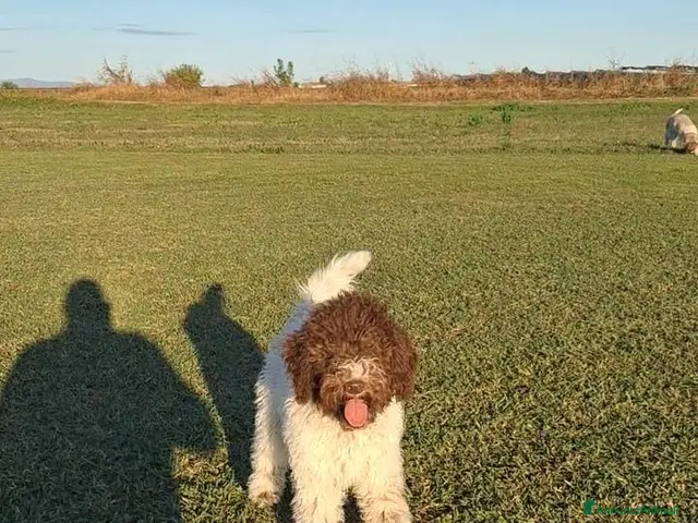 Lagotto cani Cucciola di lagotto - Annuncio 2