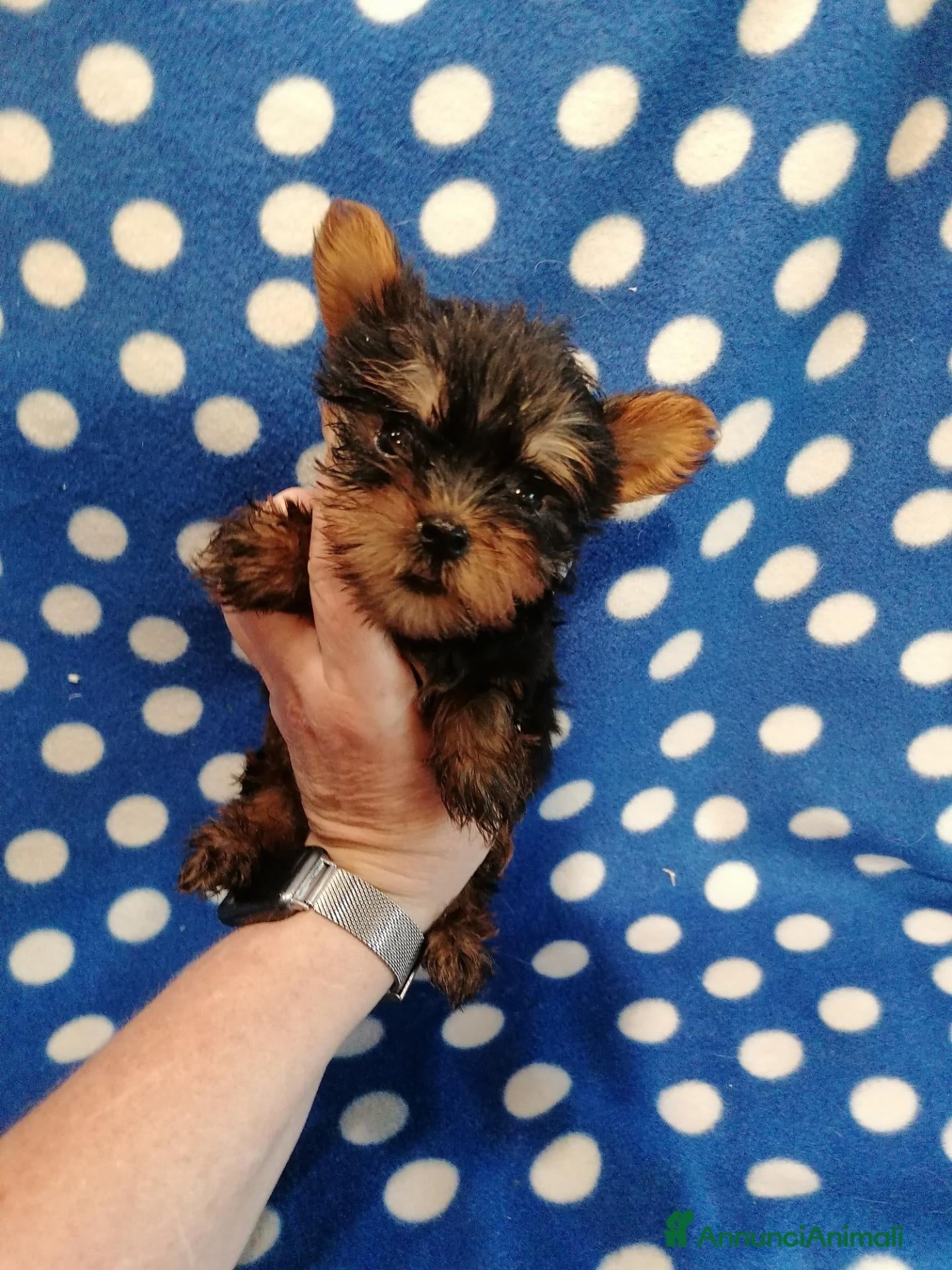 Yorkshire cani Yorkshire Terrier cuccioli - Annuncio 6