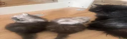 Persiano gatti in vendita: Splendidi Gattini Persiani  - Annuncio 5