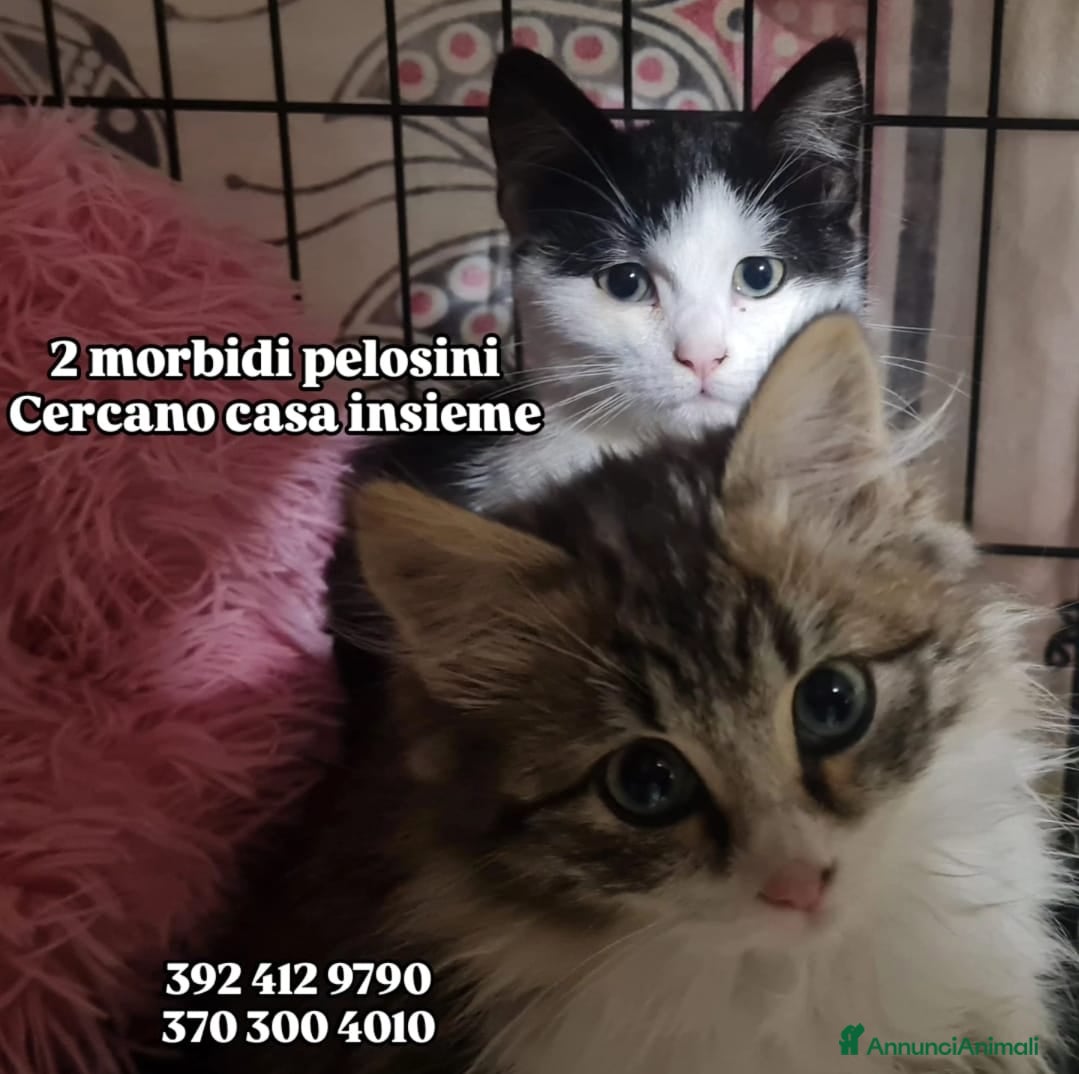 Europeo gatti ADOZIONE DI COPPIA - Annuncio 2