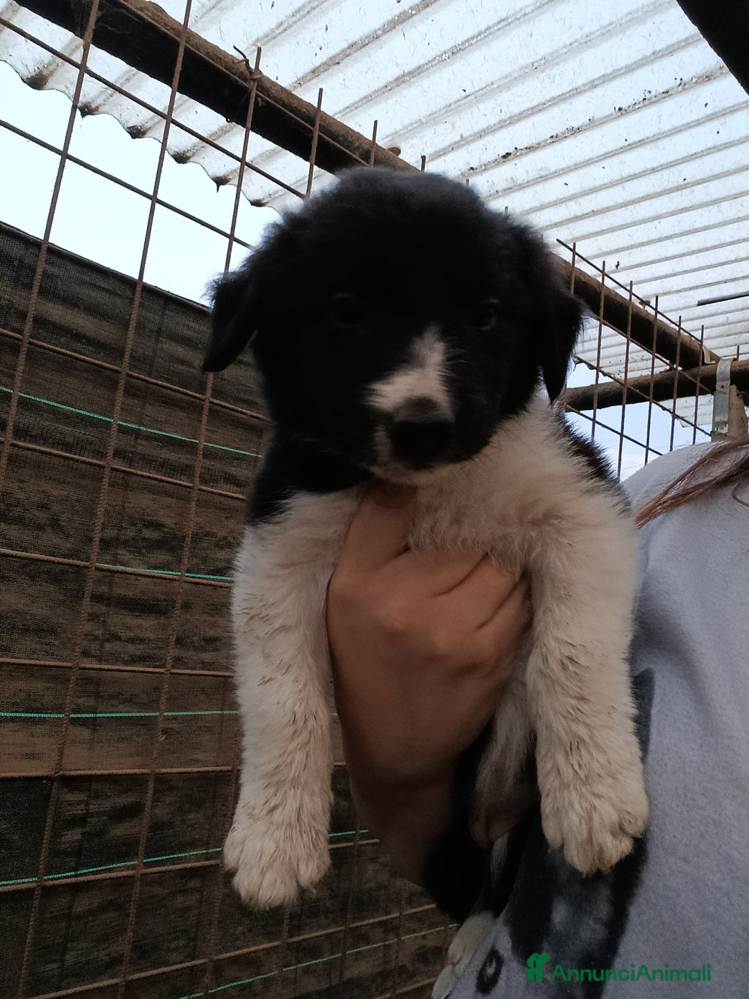 Border Collie cani in vendita: Cuccioli di border collie a Provincia di Treviso - Immagine 3