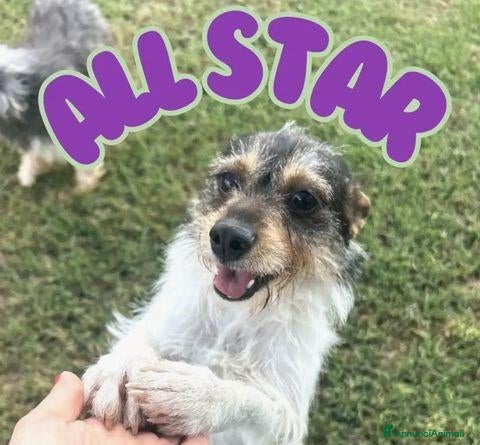 Jack Russell cani All Star - Annuncio 1