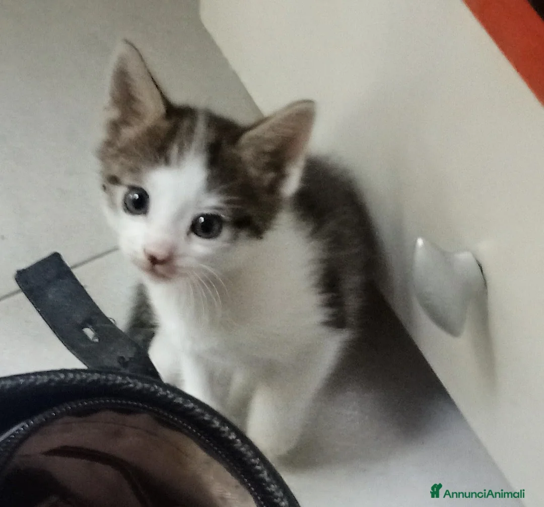 Ragdoll gatti in vendita: Ragdoll calicò van - Annuncio 3