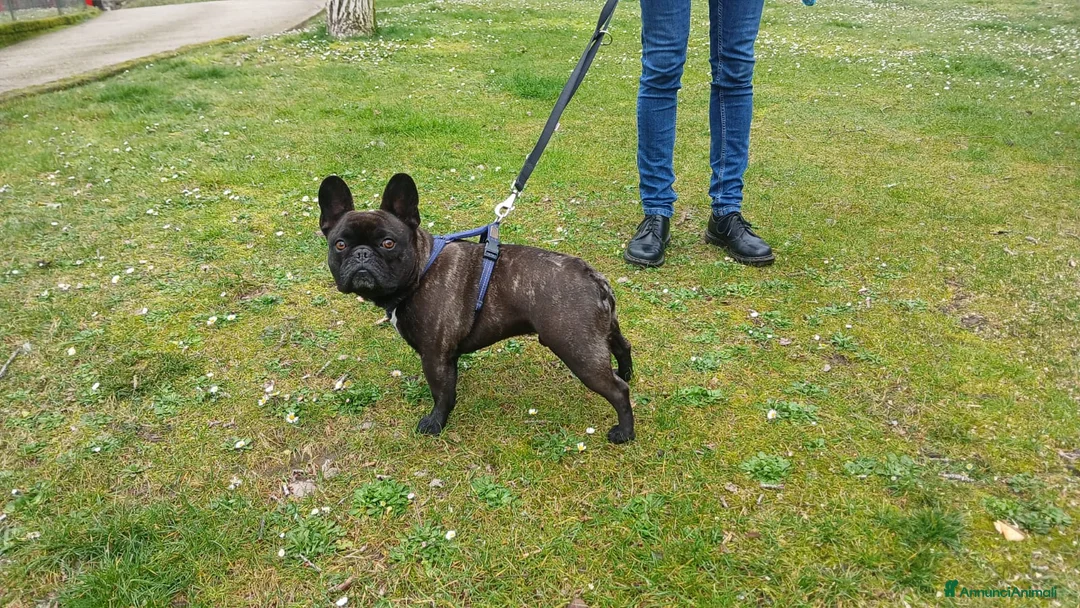 Bulldog cani in regalo: ETTORE AMERICAN BOULEDOGUE HA BISOGNO DI UNA CASA - Annuncio 4
