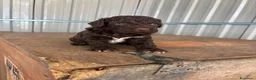 Lagotto cani in vendita: Cuccioli di lagotto romagnolo  a Provincia di Forlì-Cesena - Annuncio 10