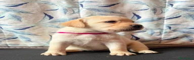 Labrador 8