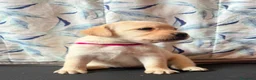 Labrador cani in vendita: Cuccioli Labrador Retriever  a Ente di decentramento regionale di Udine - Annuncio 6