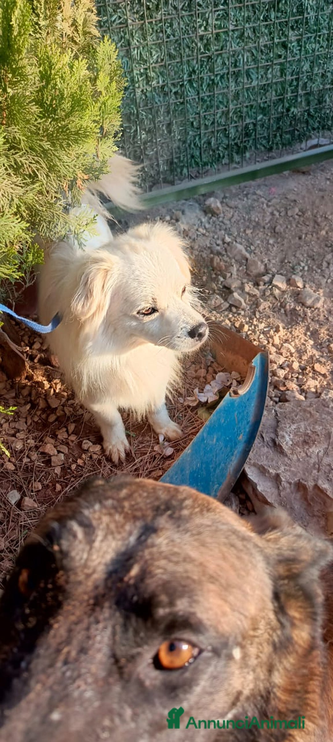 Volpino Italiano cani in regalo: Splendido simil volpino - COOKI - Annuncio 6