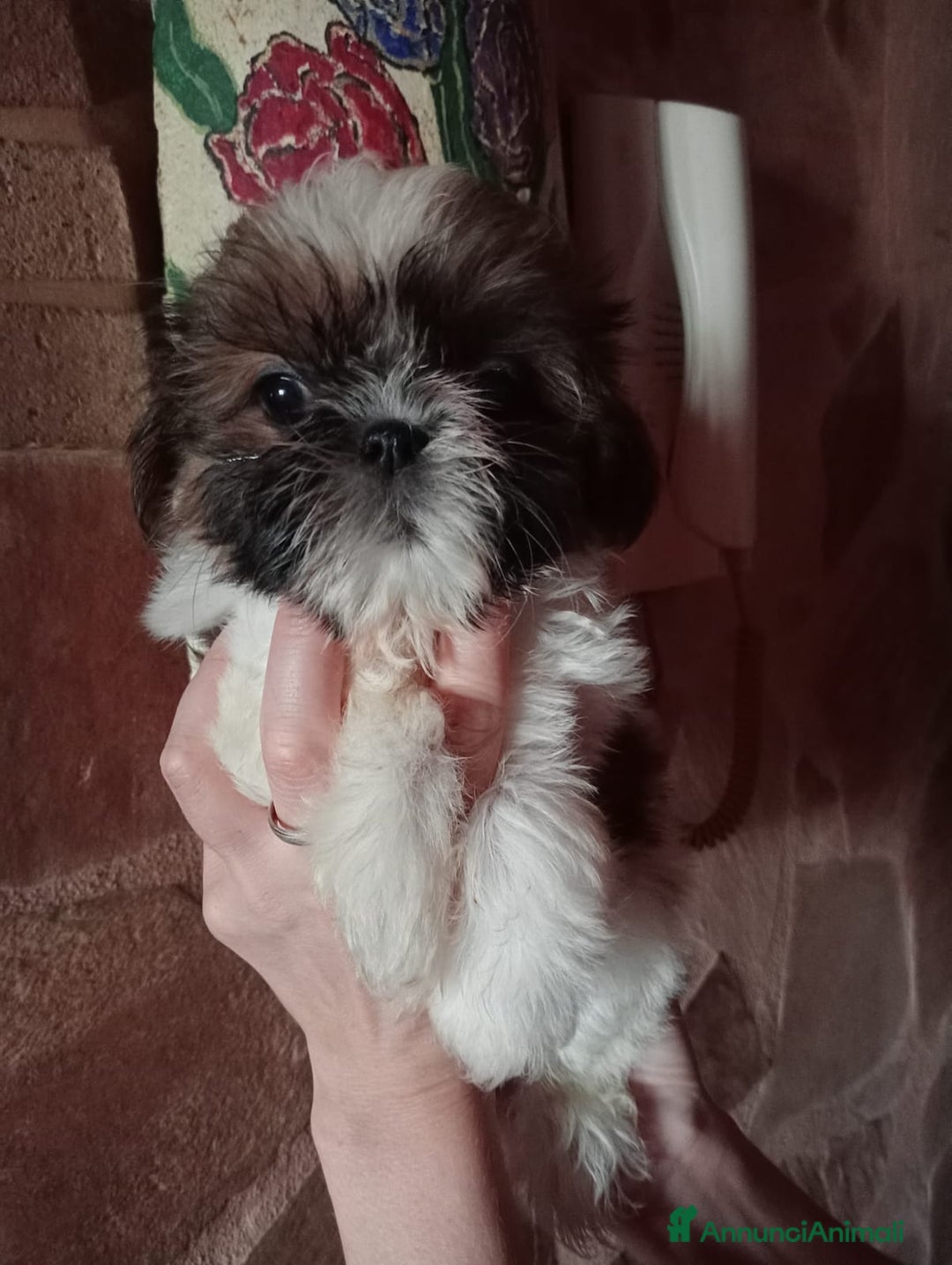Shih Tzu cani in vendita: Cuccioli di shih Tzu  - Annuncio 8