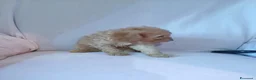 Barboncino Toy cani in vendita: Cuccioli di Barboncino toy  - Annuncio 2