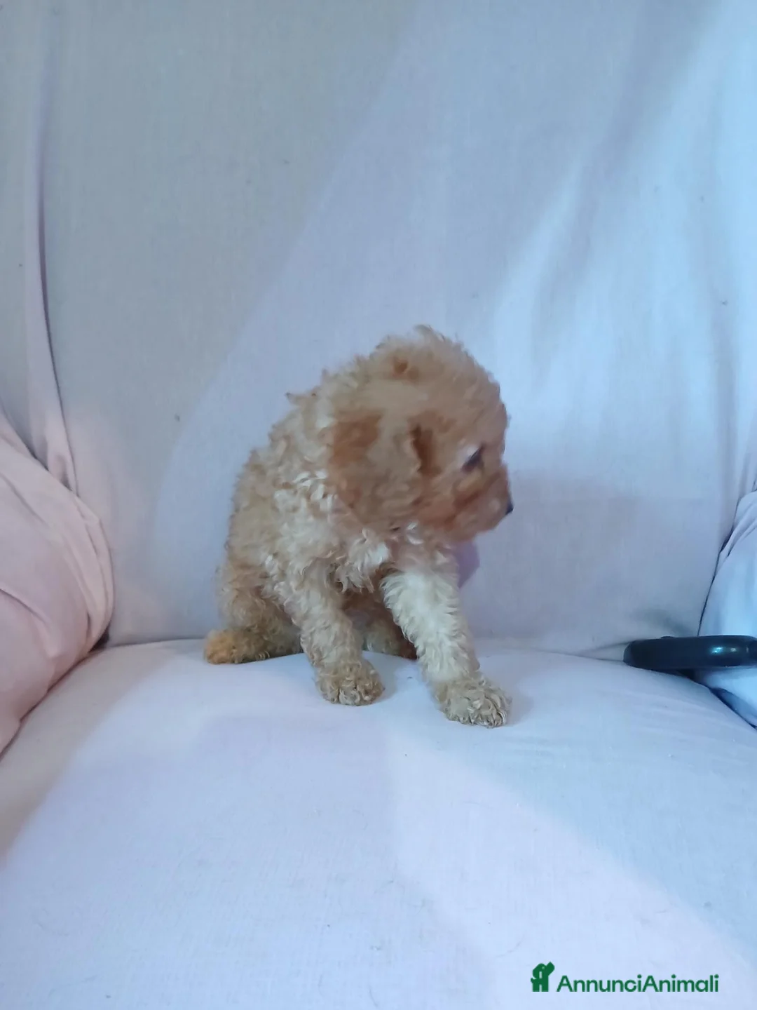 Barboncino Toy cani in vendita: Cuccioli di Barboncino toy  - Annuncio 2