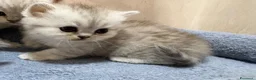 British gatti in vendita: Scottish fold sthrait  - Annuncio 7