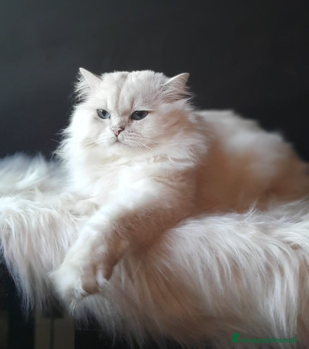 Immagine della galleria {{count}}