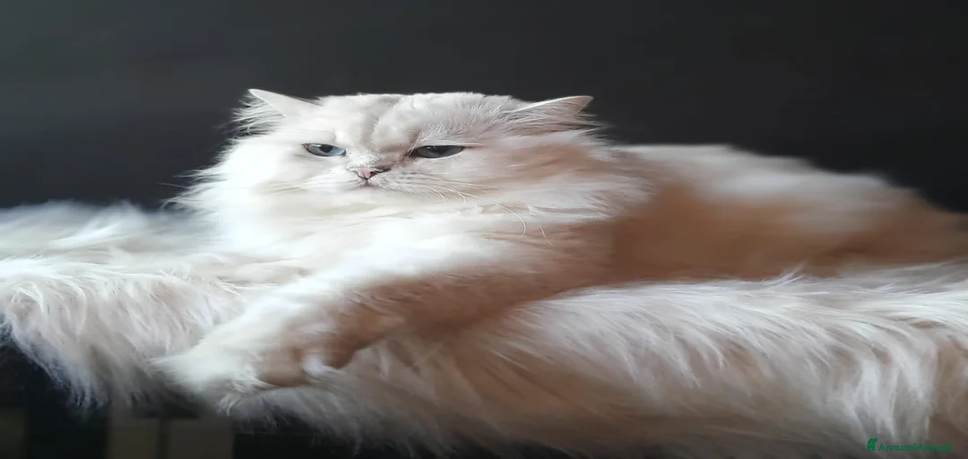 Immagine della galleria {{count}}