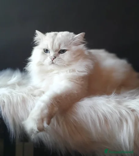 Immagine della galleria {{count}}