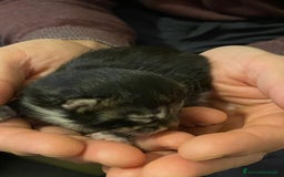 Maine Coon gatti in vendita: Cuccioli di Maine Coon - Immagine 9