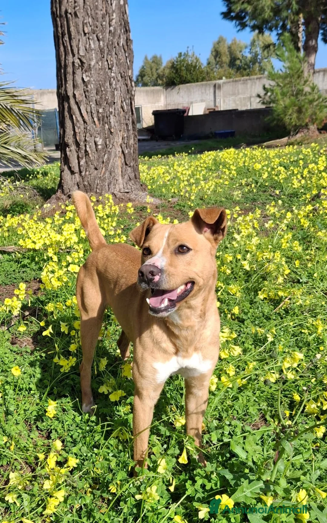Meticcio cani in regalo: SPILLO 💙 12 kg. Mille avventure possibili. a Provincia di Vicenza - Annuncio 2