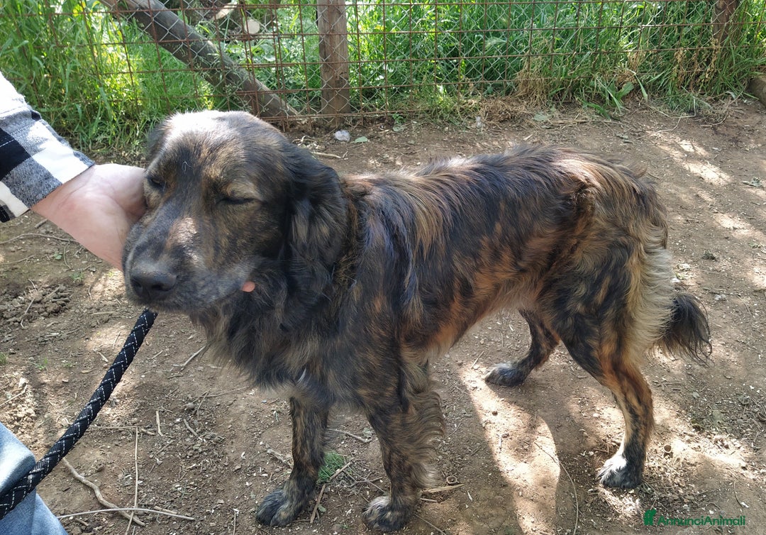 Altre razze cani in regalo: Splendido jango a Provincia di Viterbo - Annuncio 4