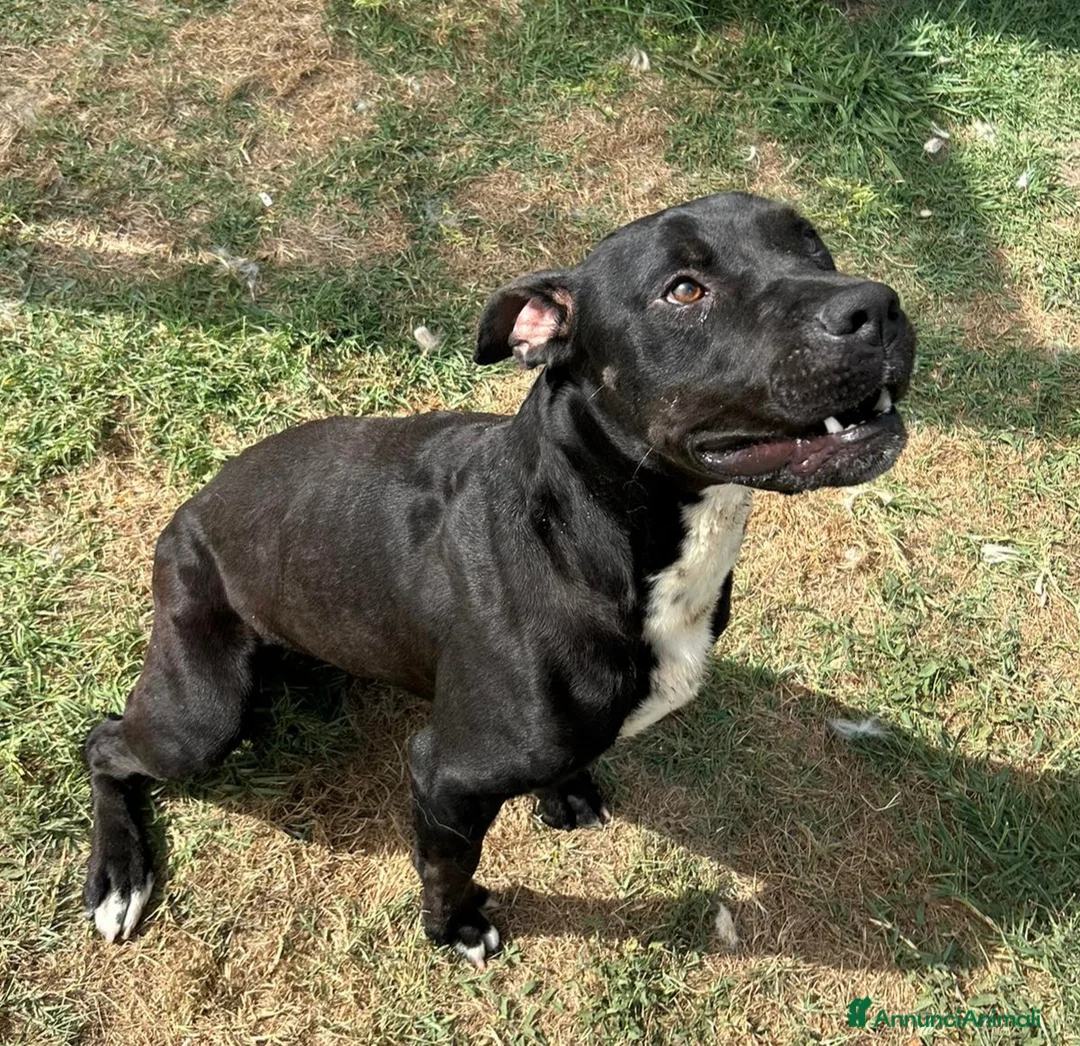 Meticcio cani in regalo: The King- cane nero mix labrador molosetto - Annuncio 5