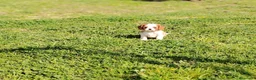 Cavalier King cani in vendita: Cavalier King - Annuncio 4