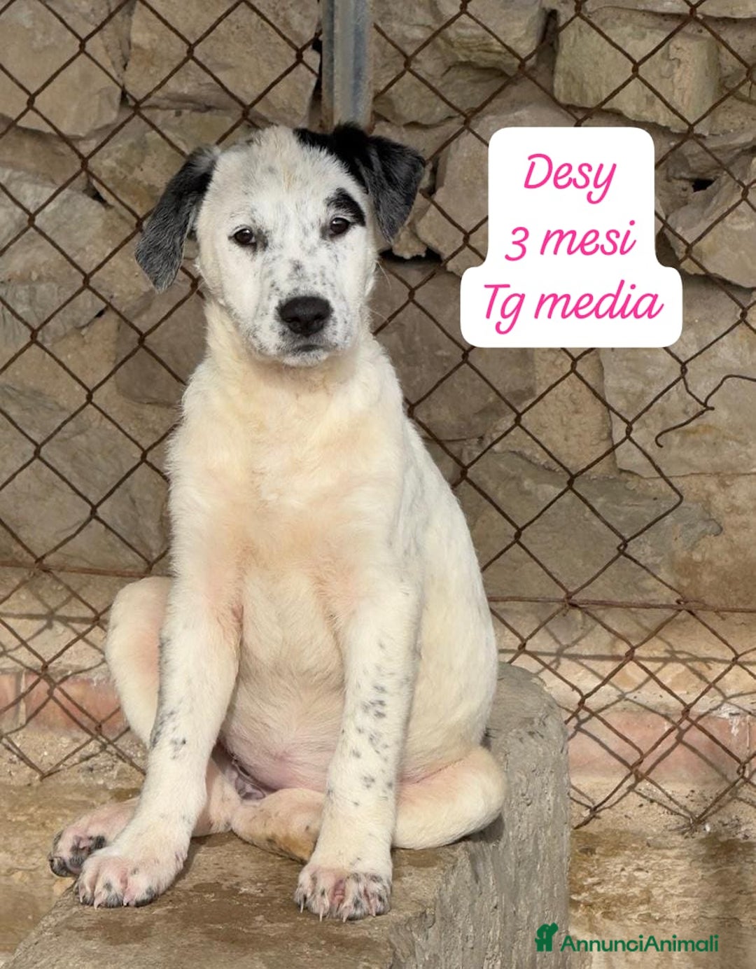 Meticcio cani in regalo: Adotta un cucciolo senza casa  - Annuncio 8