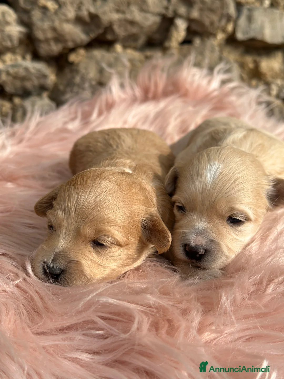 Maltipoo cani in vendita: Cuccioli di MALTIPOO - Annuncio 2