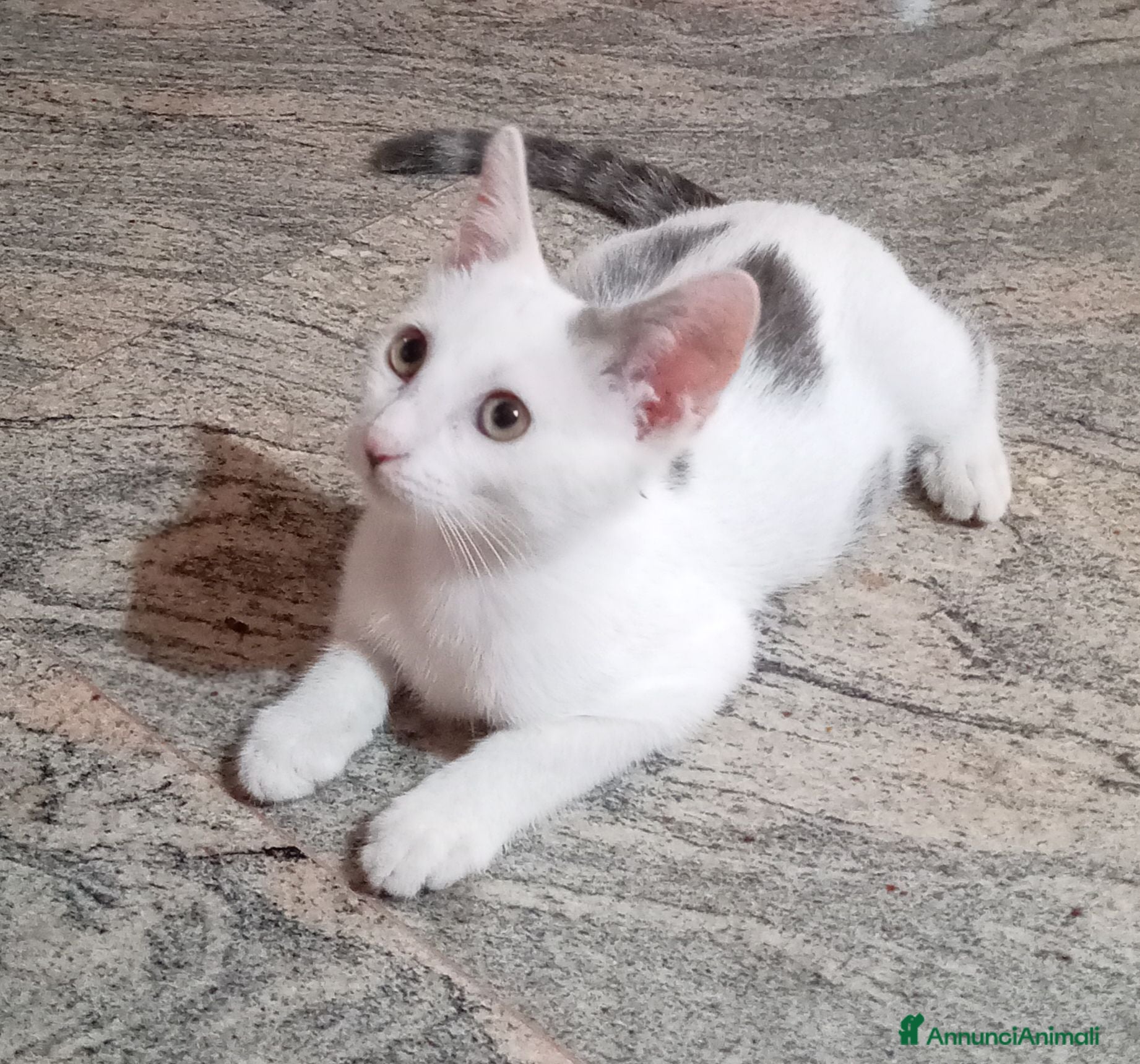 Europeo gatti Regalo gattino trovatello - Annuncio 3