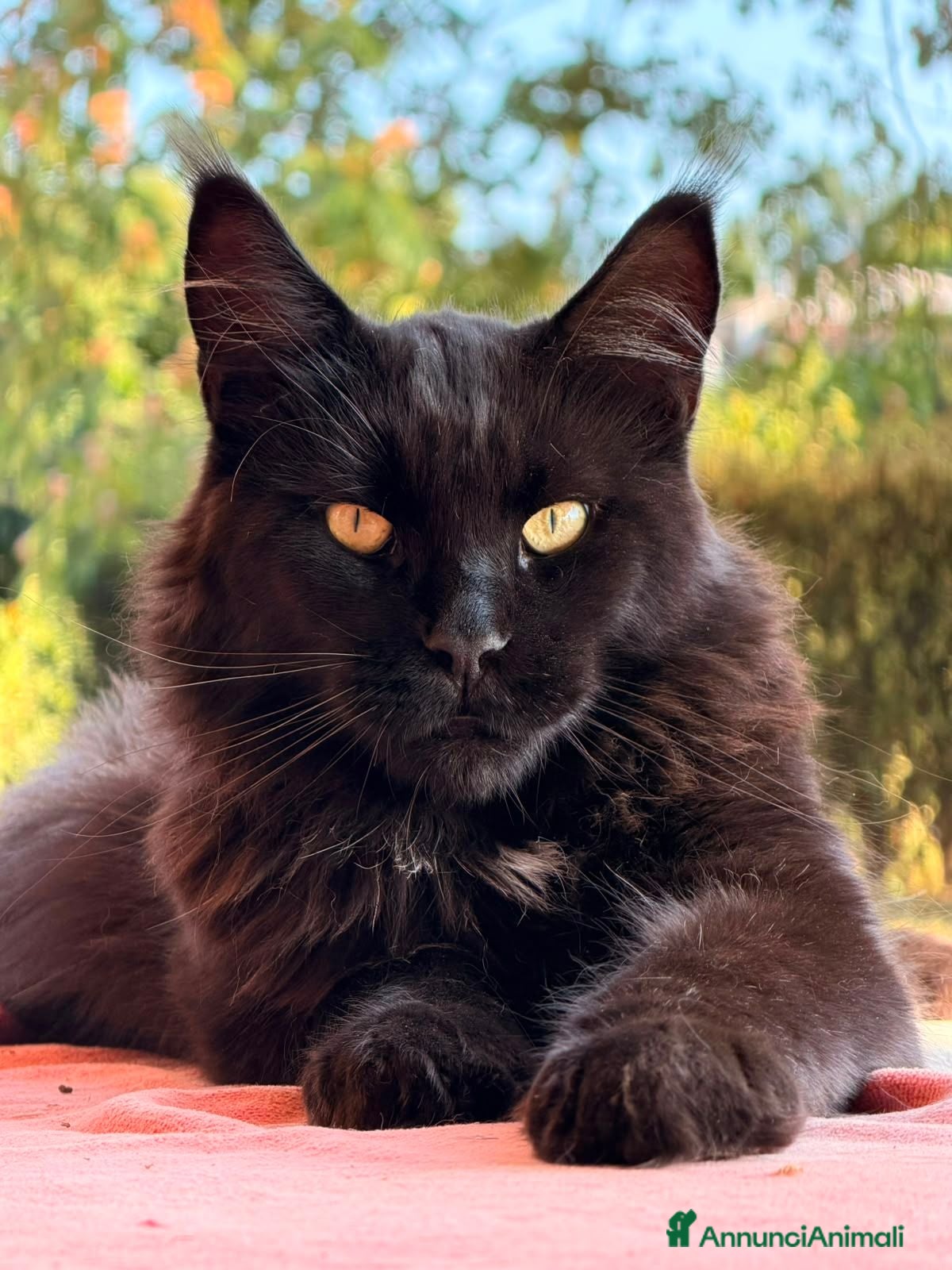 Maine Coon gatti femminuccia blue  - Annuncio 32