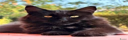 Maine Coon gatti in vendita: femminuccia blue  - Annuncio 1