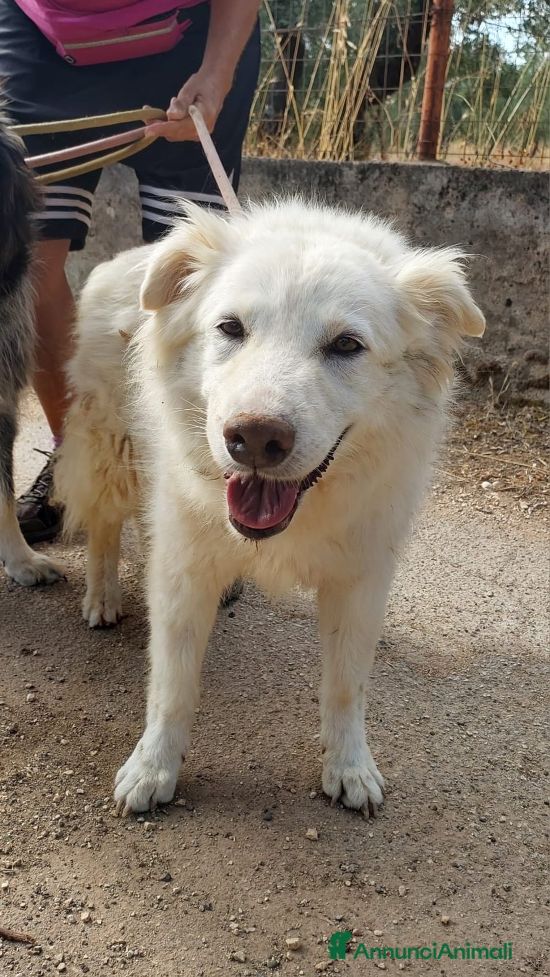 Meticcio cani in regalo: Nonna Penny Cerca Famiglia. Info Monica 3890238584 - Annuncio 7