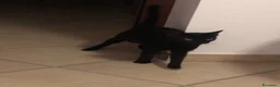 Altre razze gatti in regalo: MARTA CERCA CASA 🏡  - Annuncio 4