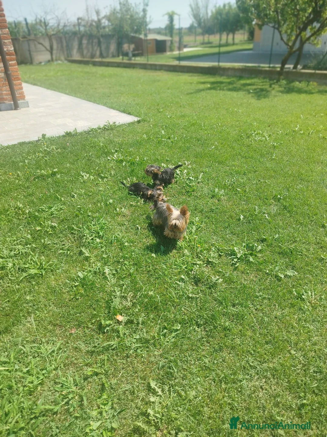 Yorkshire cani in vendita: Cuccioli di Yorkshire  a Provincia di Cuneo - Annuncio 1