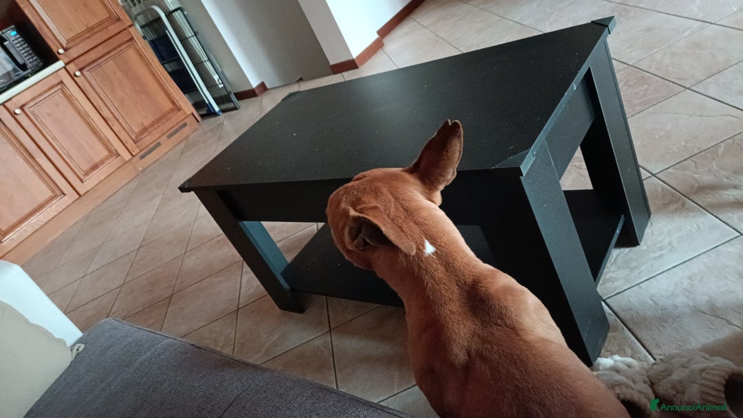 American Staffordshire cani in regalo: Cedo Amstaff maschio a Provincia di Bergamo - Immagine 3