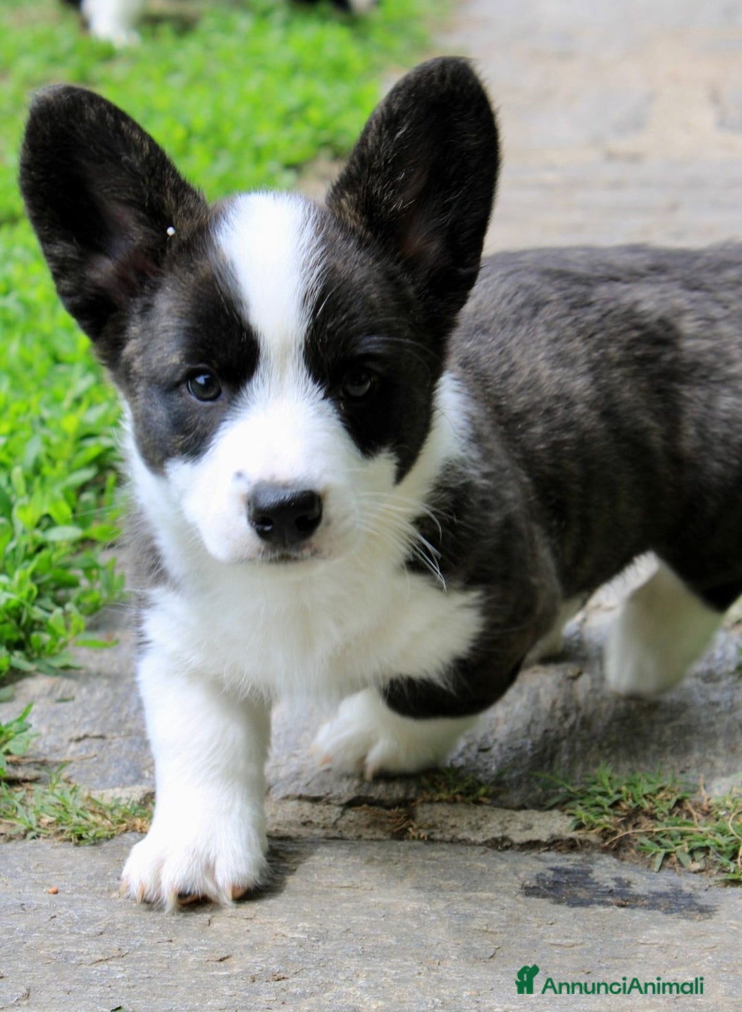 Corgi Cardigan cani in vendita: WELSH CORGI CARDIGAN - Annuncio 6