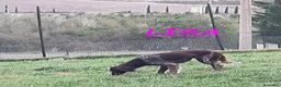 Meticcio cani in regalo: LISA giovane timida setterina - Annuncio 3